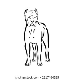 dog Cane corso italiano vector isolated illustration in black color on white background