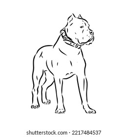 dog Cane corso italiano vector isolated illustration in black color on white background