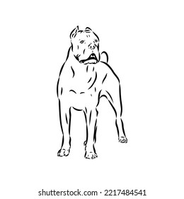 dog Cane corso italiano vector isolated illustration in black color on white background
