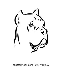 dog Cane corso italiano vector isolated illustration in black color on white background