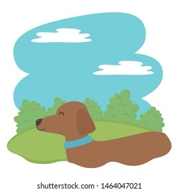 Dog cartoon design vector illustrator