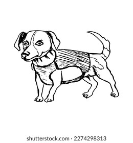 Dog cartridge in body armor. Legendary sapper dog from Ukraine. Drawing with black lines, marker, line art. Vector illustration
