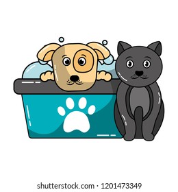 dog and cat pet grooming