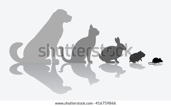 dog cat and rabbit weight puzzle