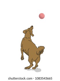 dog catches ball, White background
, vector