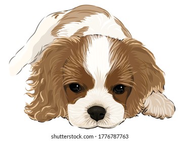 A dog cavalier king Charles spaniel cute puppy