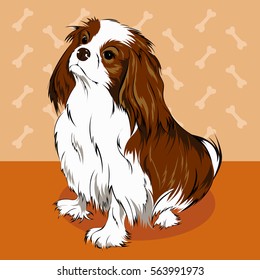 Dog Cavalier King Charles Spaniel. Drawing.Dog breeds.