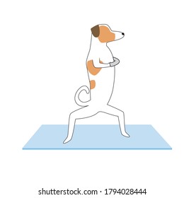 Dog character doing yoga or asanas to stretch legs or hips. Flat vector stock illustration of jack russell terrier character isolated on white background as sport, yoga concept