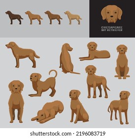 Dog Chesapeake Bay Retriever Cartoon Vector Illustration Color Variation Set
