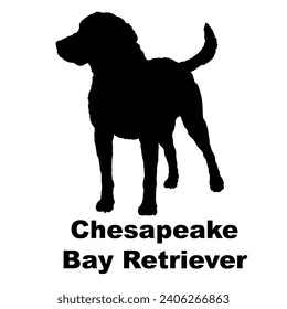 Dog Chesapeake Bay Retriever silhouette Breeds Bundle Dogs on the move. Dogs in different poses.
The dog jumps, the dog runs. The dog is sitting lying down playing
