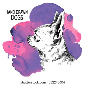 Dog Chihuahua. Cute puppy. Drawing by hand in vintage style.