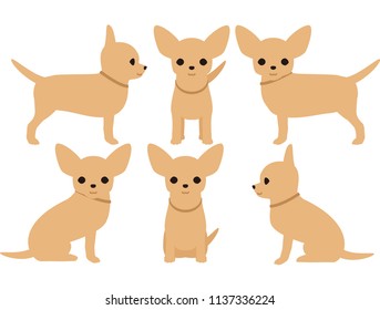 Dog Chihuahua pose