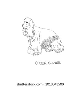 dog, cocker spaniel, hand drawn illustration.