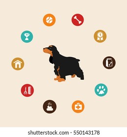 Dog cocker spaniel infographic illustration vector icons set.