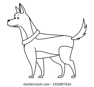 dog with collar