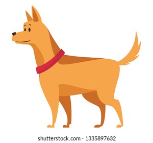 dog with collar