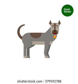 dog with dog collar
