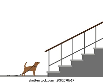 Dog With Collar And Leash Stands And Looks At Empty Stairs On White Background