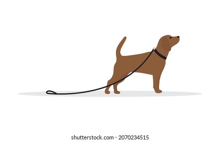 Dog with collar and leash without owner on white background