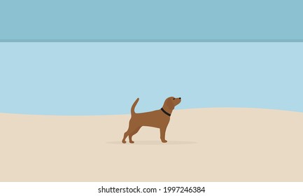 Dog with collar on an empty beach