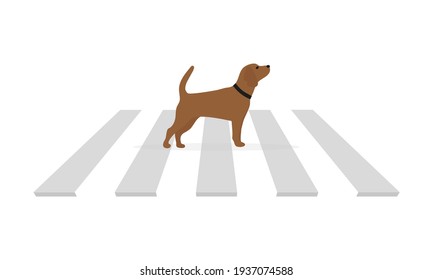 Dog with a collar on a pedestrian crossing on a white background