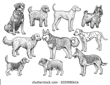 Dog collection illustration, drawing, engraving, ink, line art, vector
