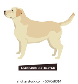 Dog collection Labrador Retriever fawn color