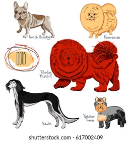 Dog collection on white background. Set of hand drawn purebred canines.