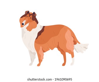Dog of Collie breed standing on white background. Hairy doggy with shaggy coat. Friendly purebred pet. Isolated colored flat vector illustration