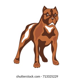 Dog of combative breed illustration.