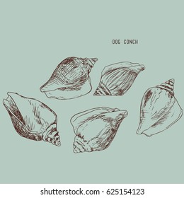 dog conch , wing shell hand drawn sketch vector. sea food collection.