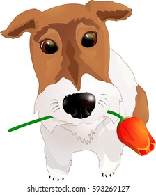 Dog congratulates with a flower.