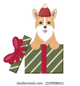 Dog Corgi sits in gift boxes. Happy Birthday card. Cute pets for congratulation with birthday, New Year, Christmas. Illustration for dog lovers, veterinary clinics, pet shops.