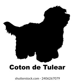 Dog Coton de Tulear silhouette Breeds Bundle Dogs on the move. Dogs in different poses.
The dog jumps, the dog runs. The dog is sitting lying down playing
