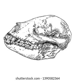 Dog, coyote or predator skull. Animal engraving hand drawing wolf head skull . Sketch Boho style tattoo. Vector