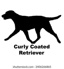 Dog Curly Сoated Retriever silhouette Breeds Bundle Dogs on the move. Dogs in different poses.
The dog jumps, the dog runs. The dog is sitting lying down playing
