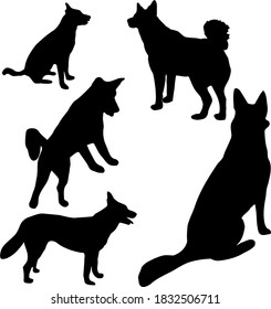 dog with curly tail and pointed ears does a stand, executes commands to sit and lie down black silhouette vector on white background isolated