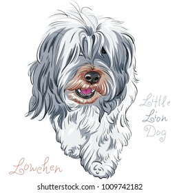 dog cute breed Lowchen or Little Lion Dog