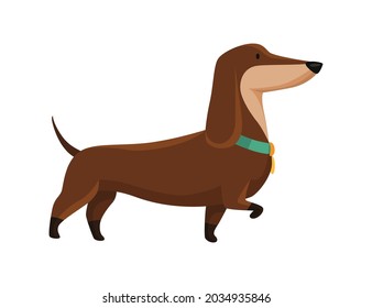 Dog dachshund. Cute funny character portrait. Short-legged pet with long body goes. Adorable cartoon vector illustration