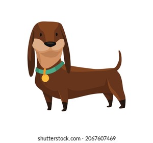 Dog dachshund. Cute funny character portrait. Short-legged pet with long body is standing on four. Adorable cartoon vector illustration