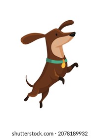 Dog dachshund. Cute funny character portrait. Short-legged pet with long body is jumping. Adorable cartoon vector illustration