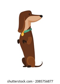 Dog dachshund. Cute funny character portrait. Short-legged pet with long body is standing on two. Adorable cartoon vector illustration