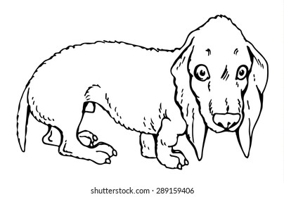 Dog Dachshund - Hand Drawing Vector Illustration