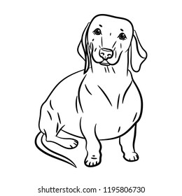 Dog. Dachshund. Hand-drawn Dog. Outline, contour. Realistically Painted Dachshund. Transparent background. Vector illustration. White isolated. 