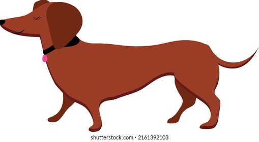 Dog. Dachshund. High quality vector illustration.