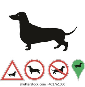 dog Dachshund on white background