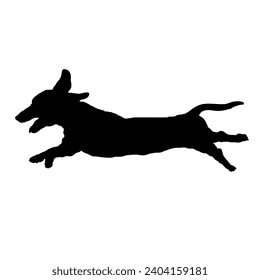 Dog Dachshund runs silhouette Breeds Bundle Dogs on the move. Dogs in different poses. High quality 
The dog jumps,  runs. sitting. The dog is lying down playing