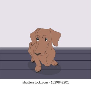 dog, dachshund is sitting in the room, brown vector in the room