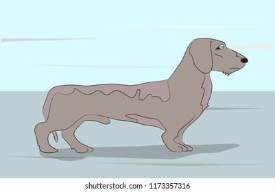 dog, dachshund stands in the room, brown vector in the room