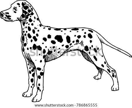 Dog Dalmatian Black White Drawing Stock Vector (Royalty Free) 786865555 ...